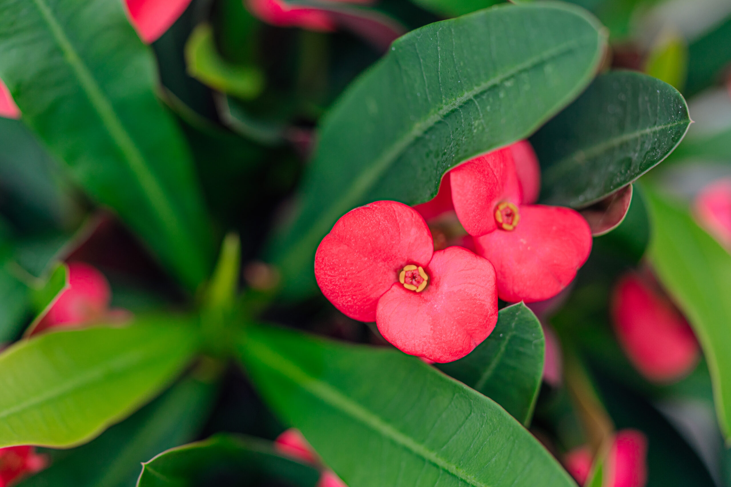 Euphorbia Olympia