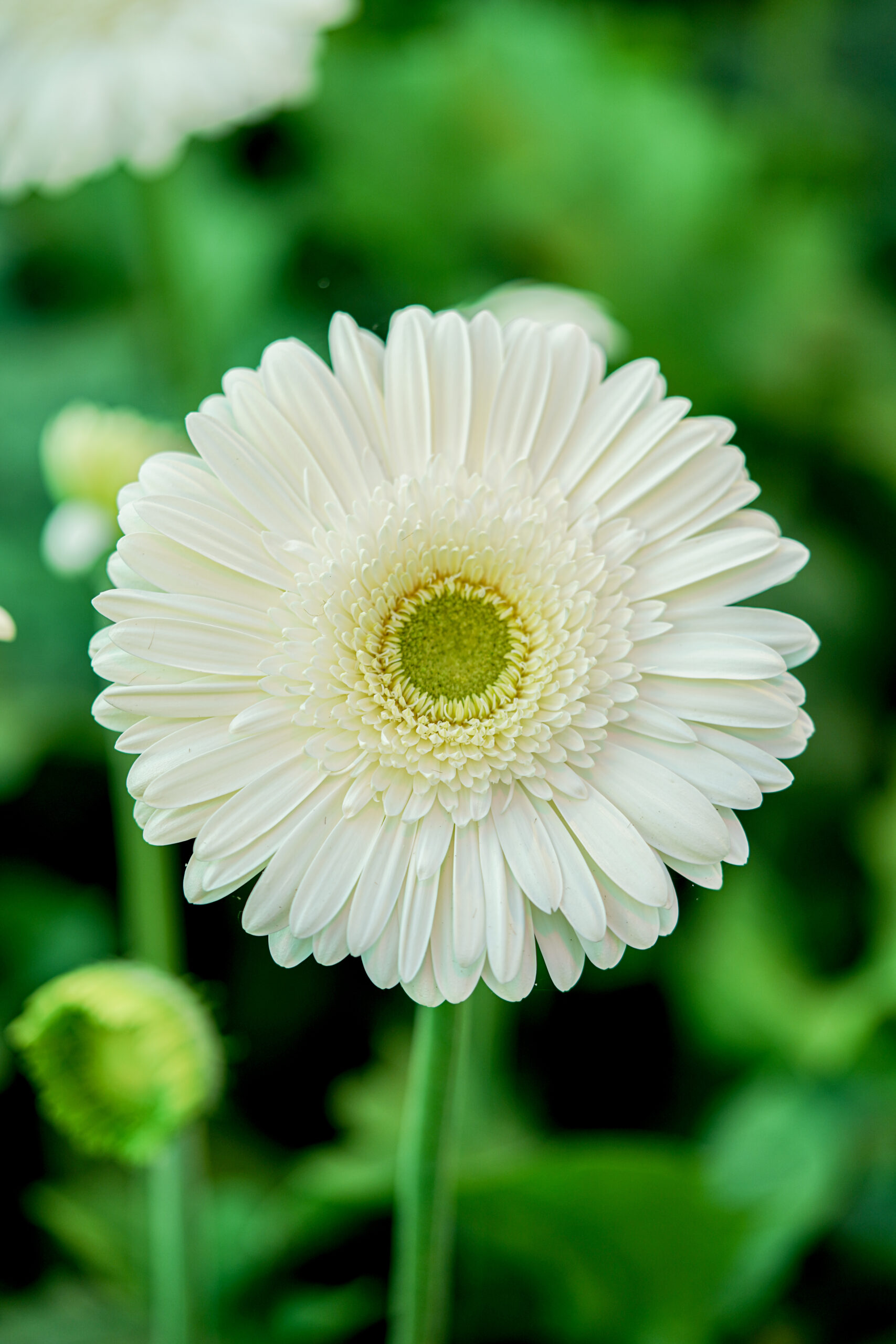 Gerbera Skydance