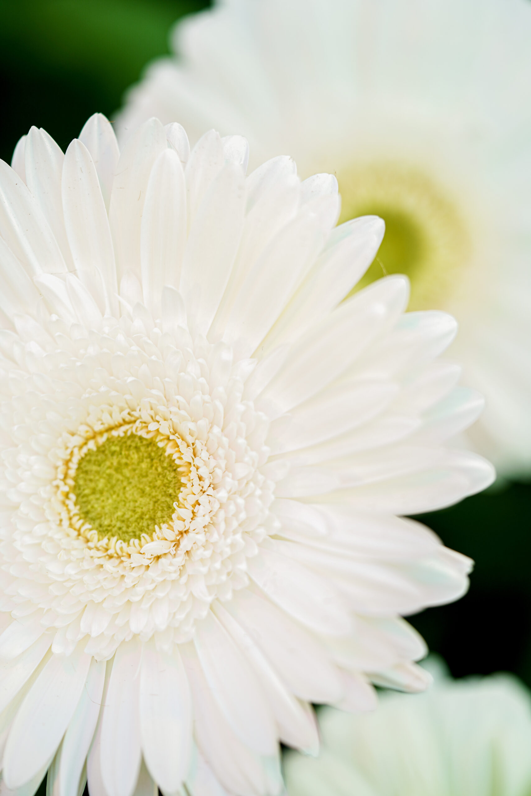 Gerbera Skydance