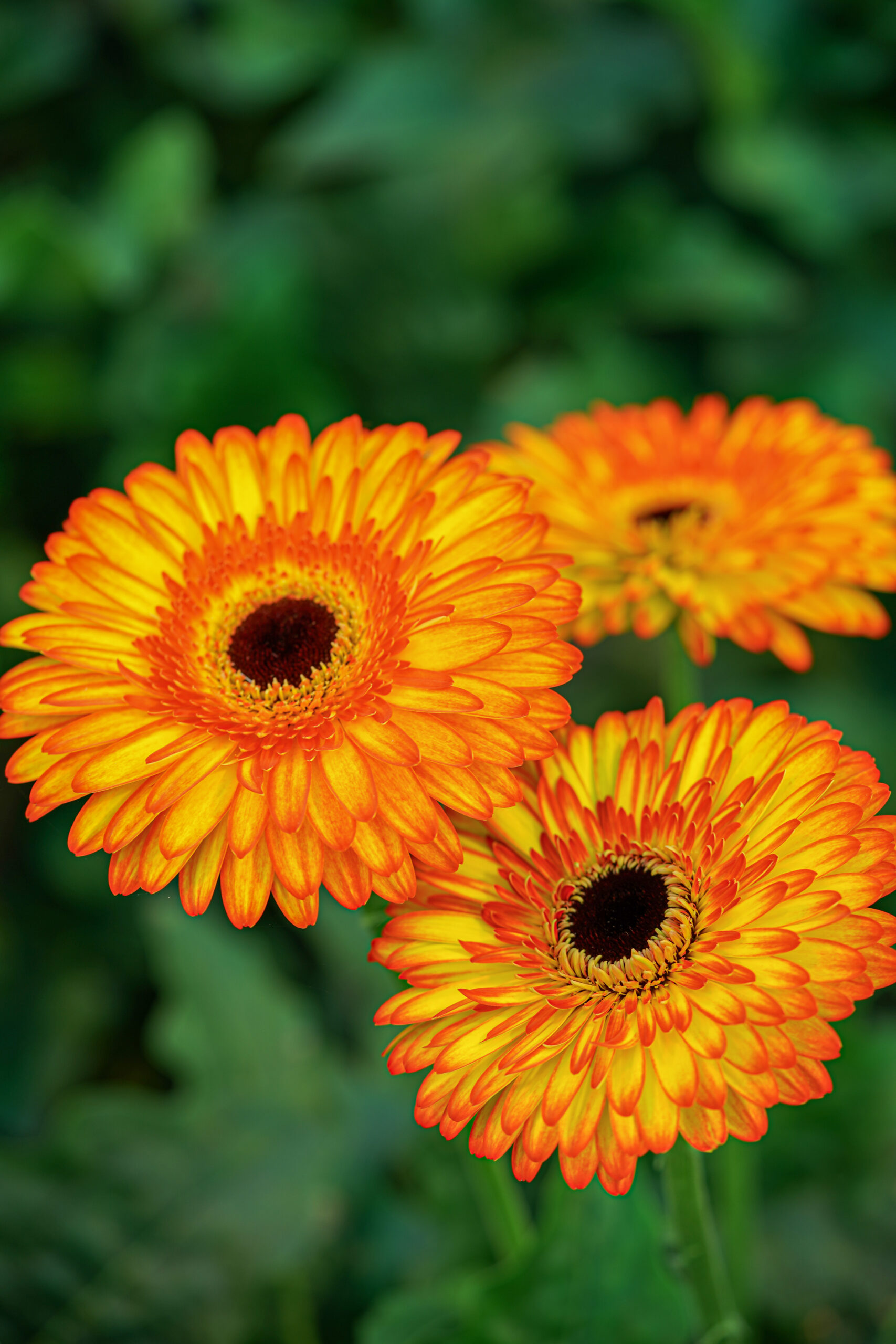 Gerbera Spotlight