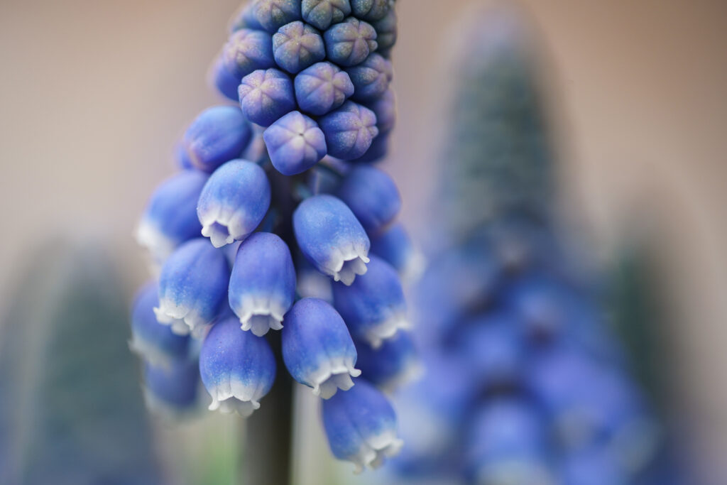 Muscari Mix