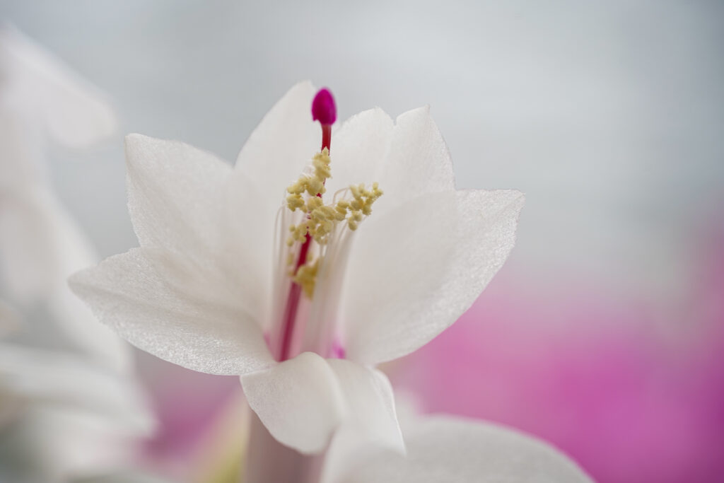 Schlumbergera Quattrolore