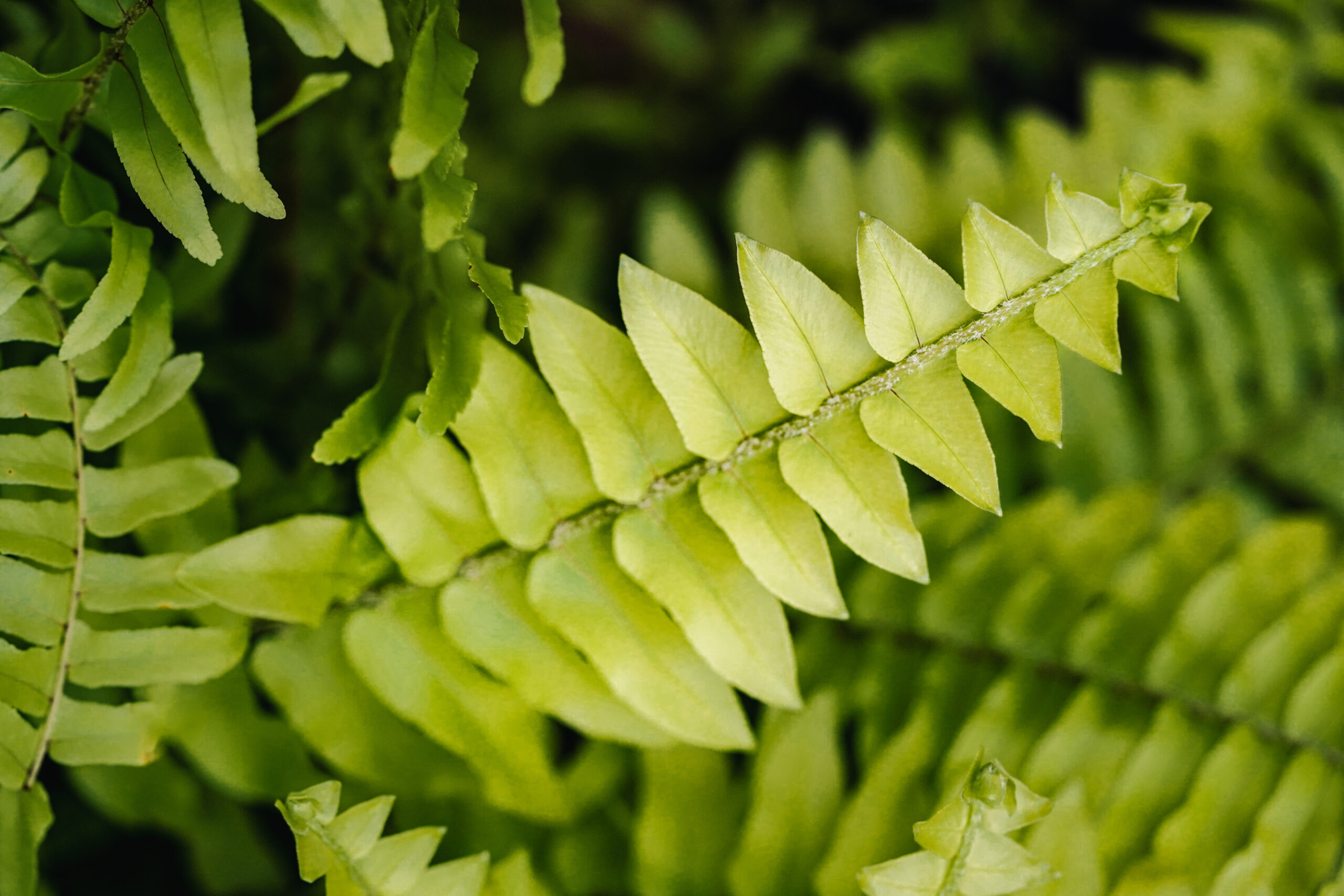 Nephroleps Blonde