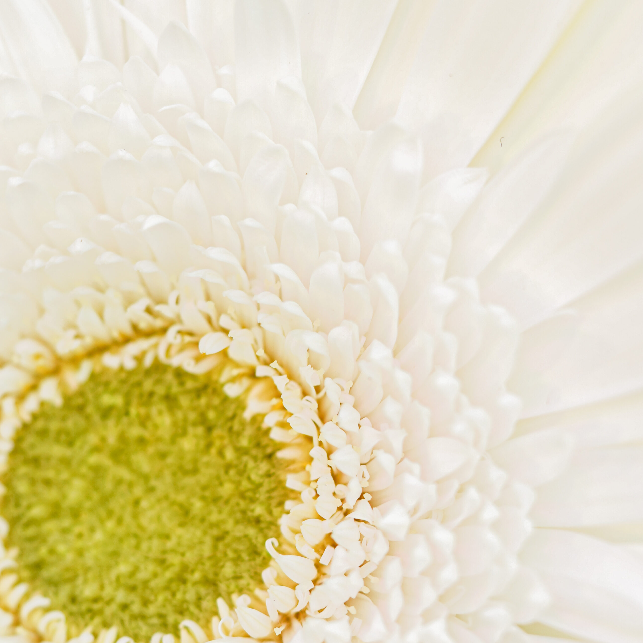 Gerbera Skydance