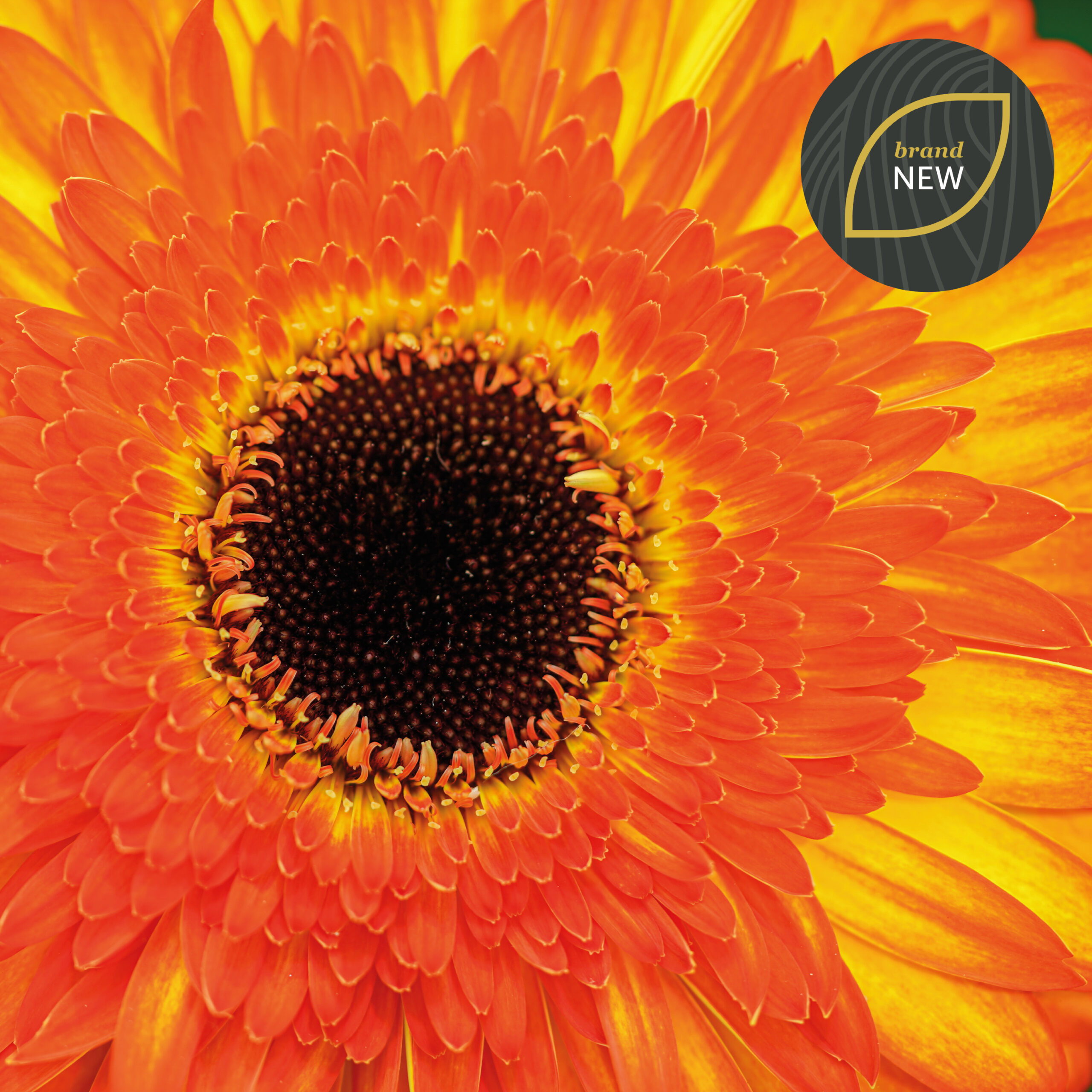 Gerbera Spotlight