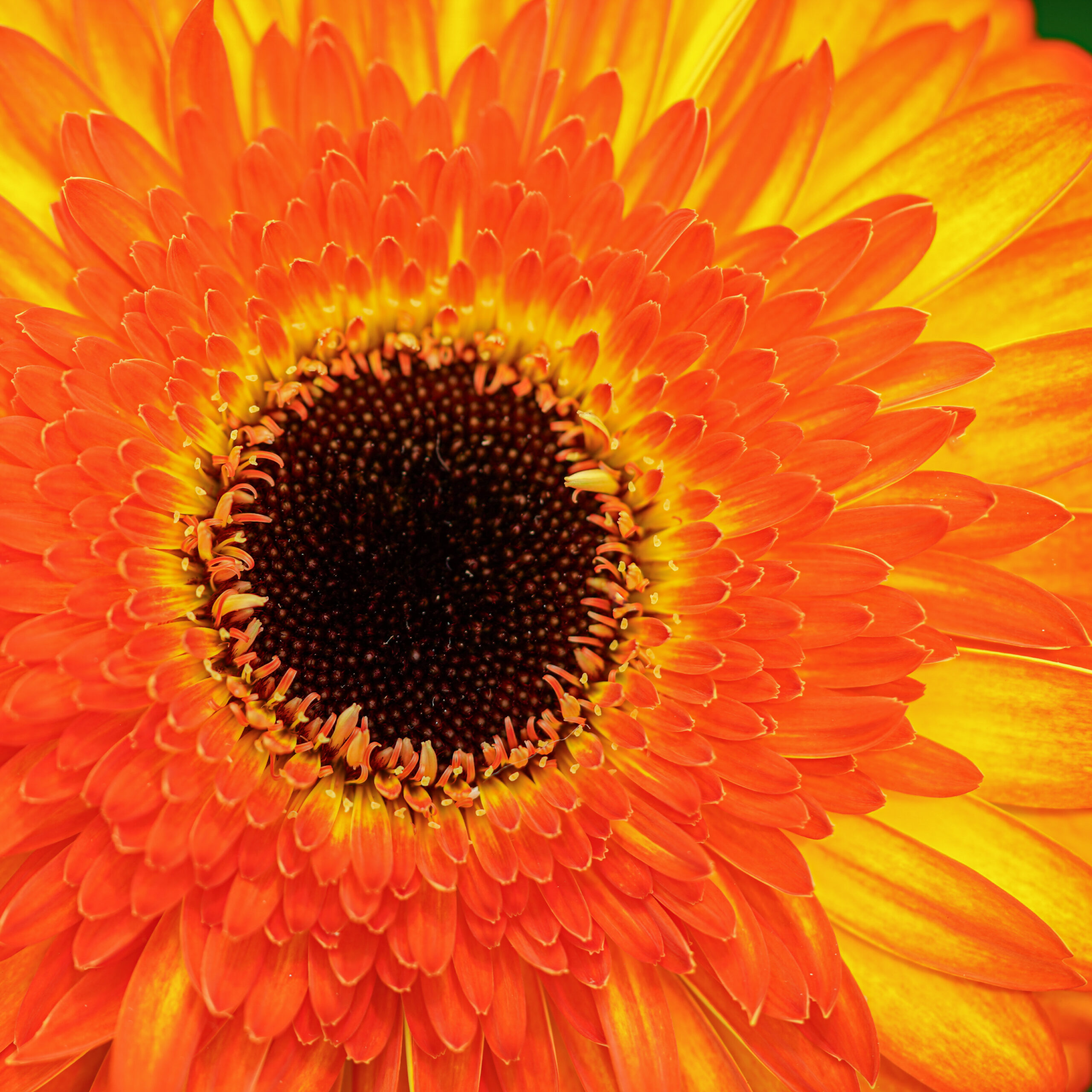 Gerbera Spotlight