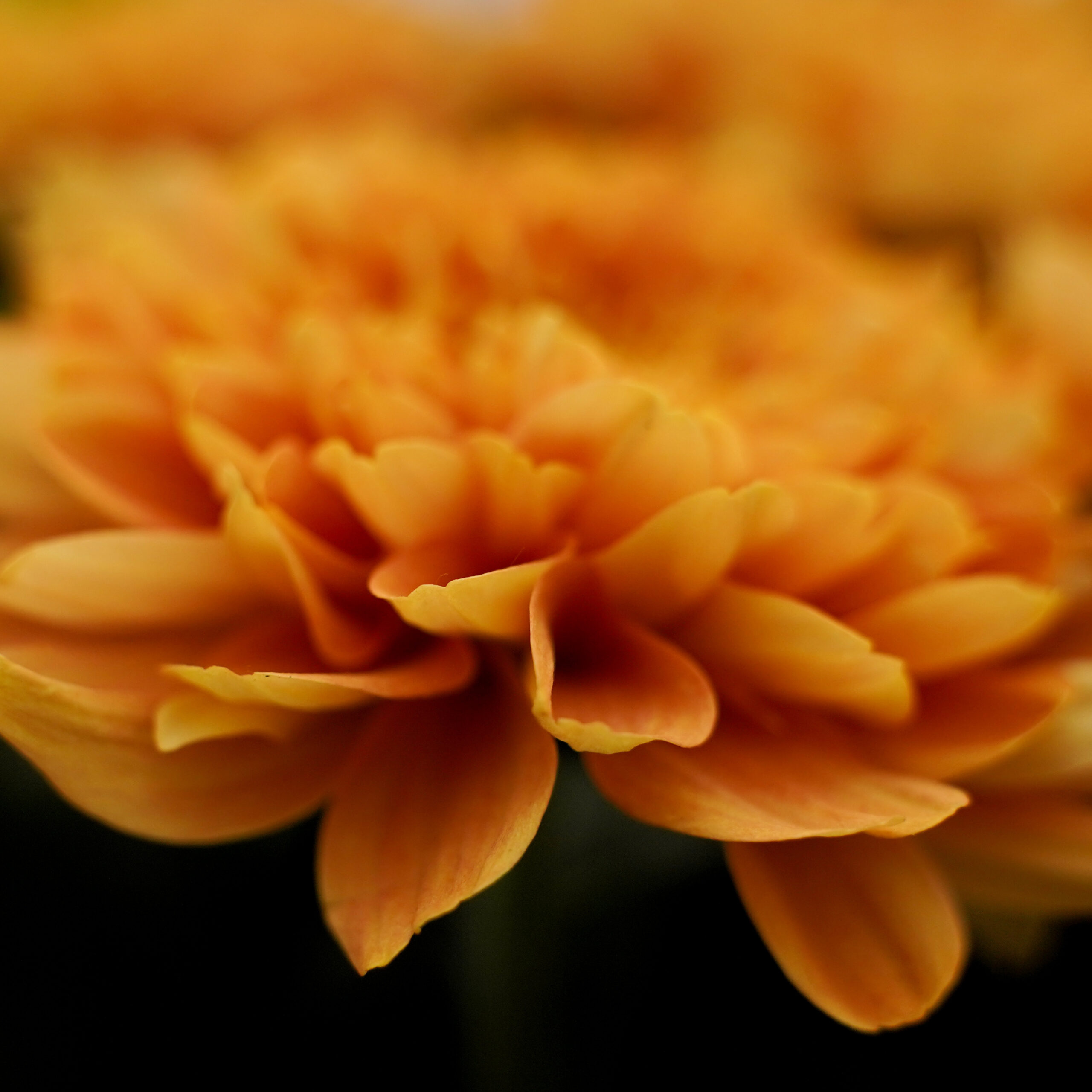 Chrysantheme Kalimba Orange