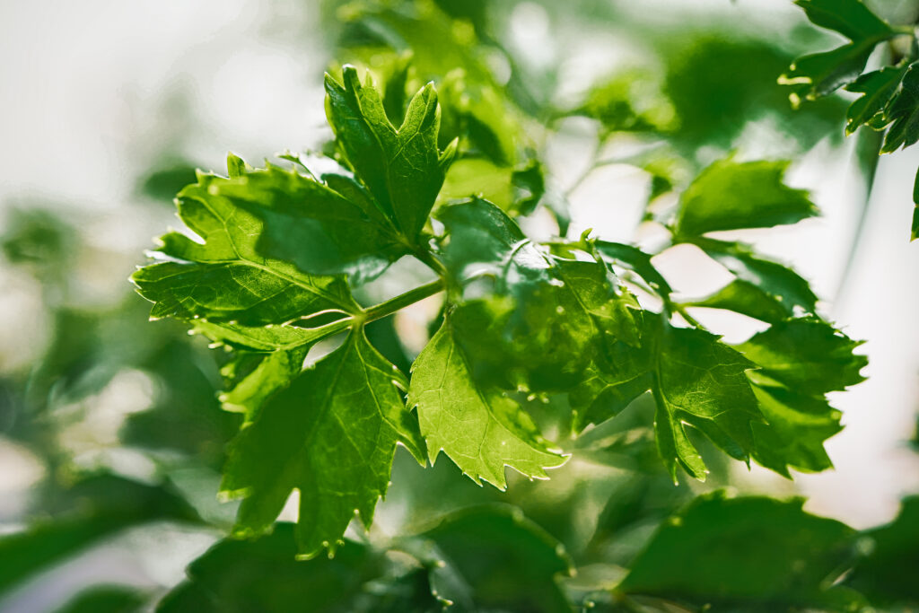 Polyscias Parsley Bonsai