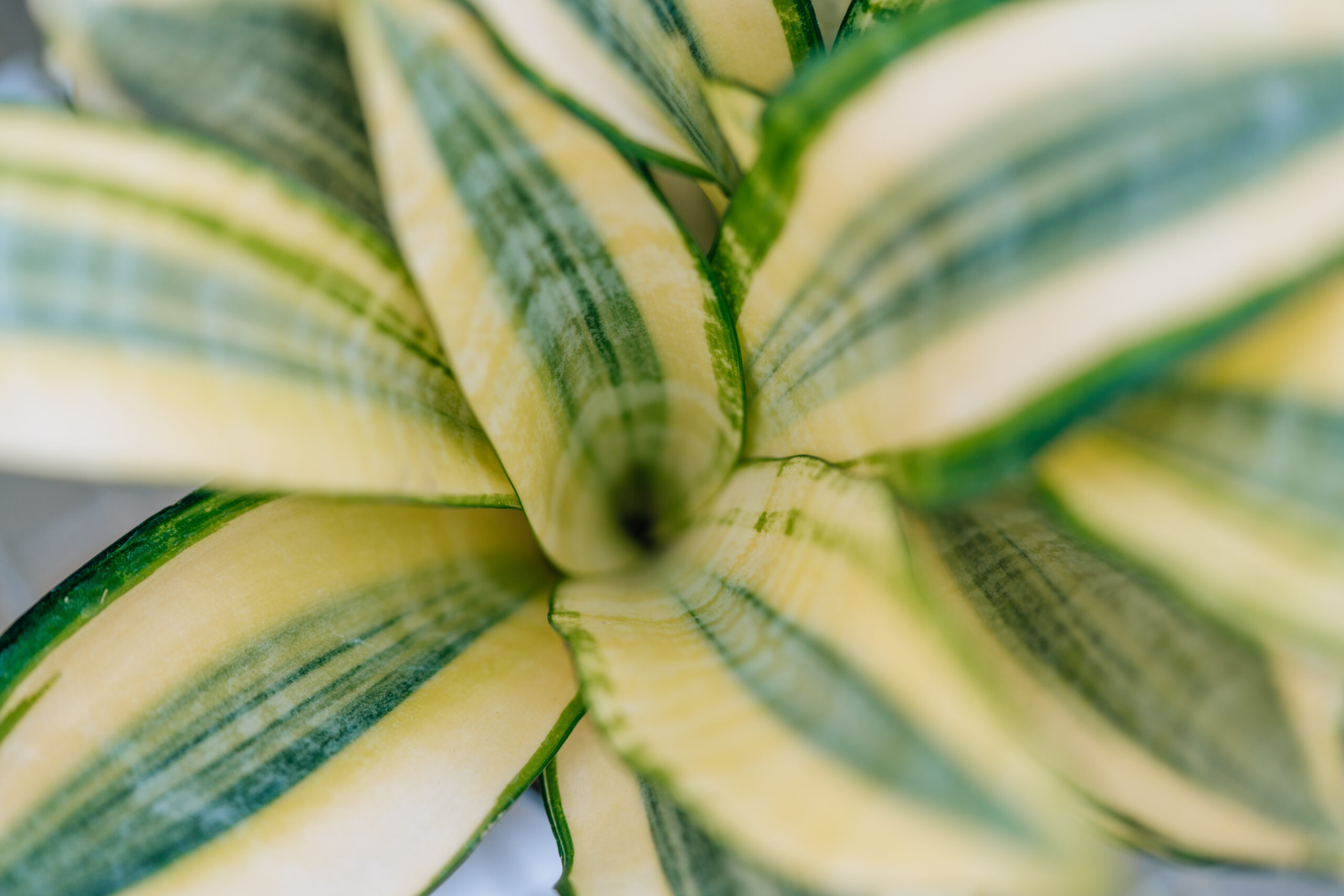 Sansevieria Gold Dust