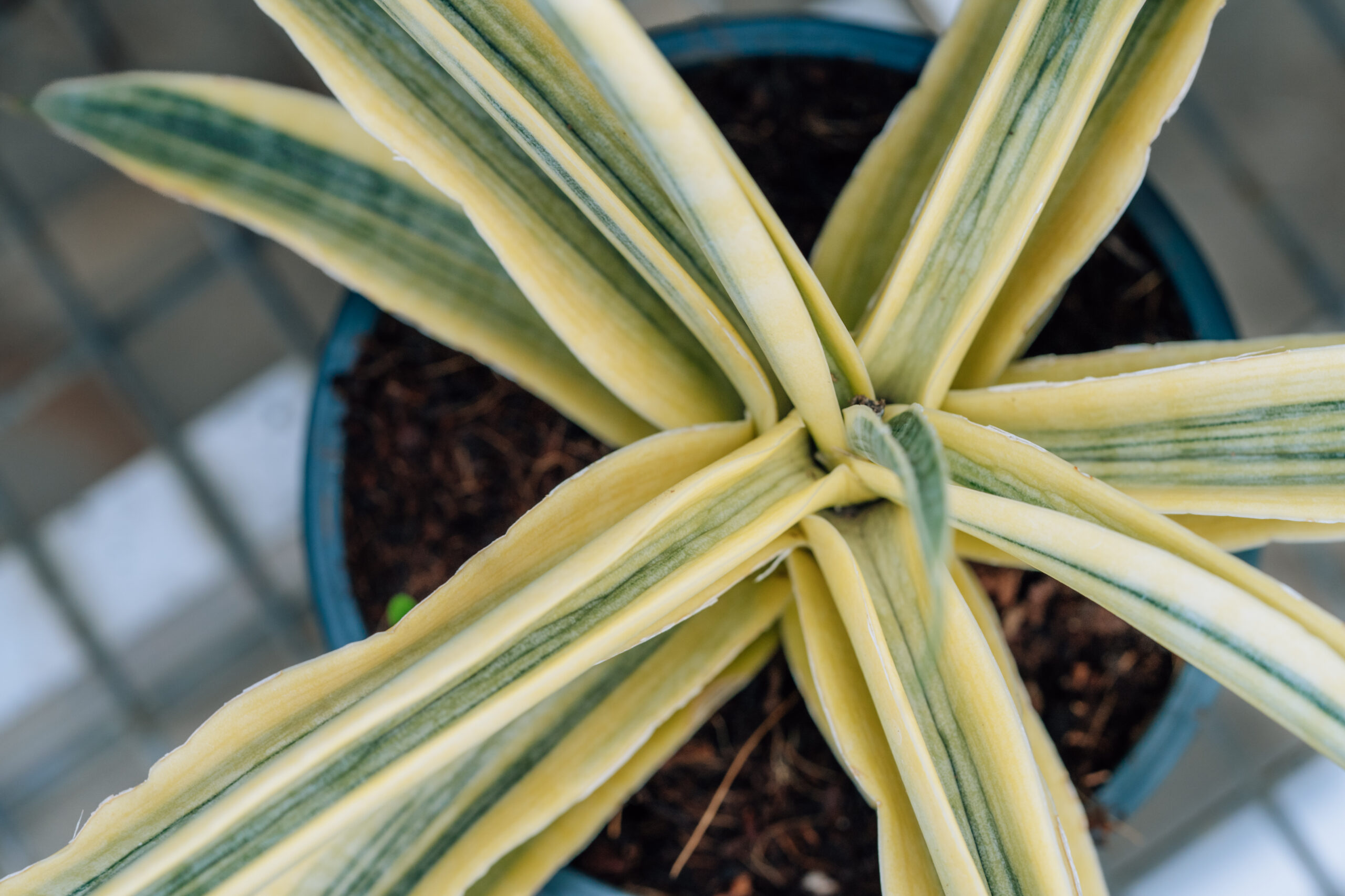 Sansevieria Siam Gold