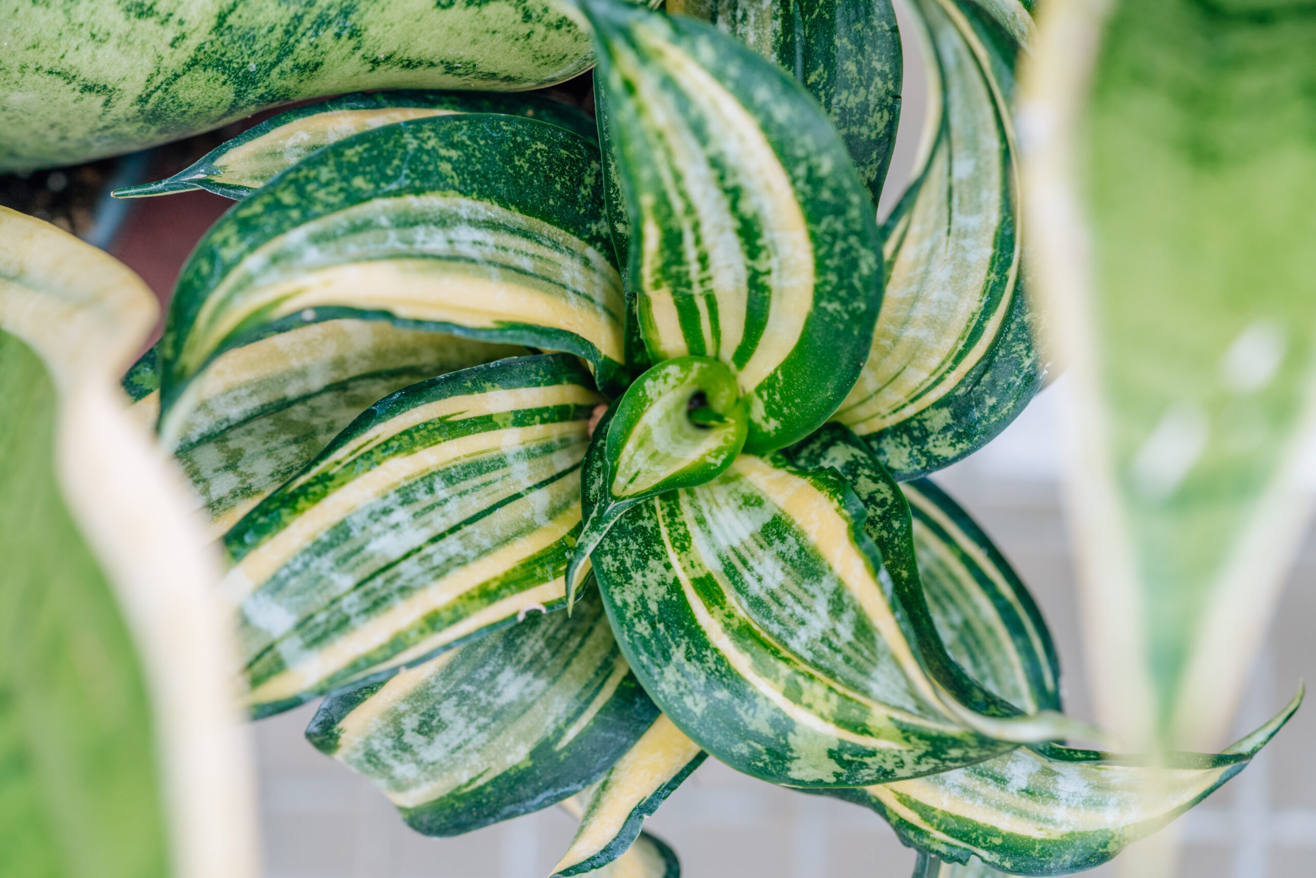 Sansevieria Hahnii Spiral Star