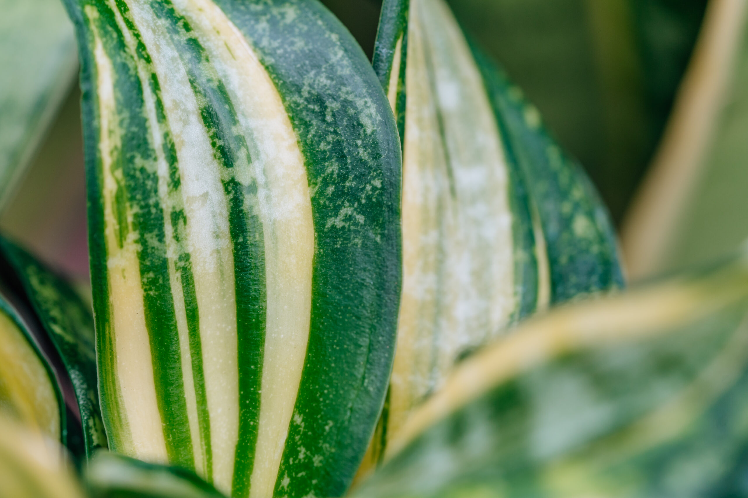 Sansevieria Hahnii Spiral Star