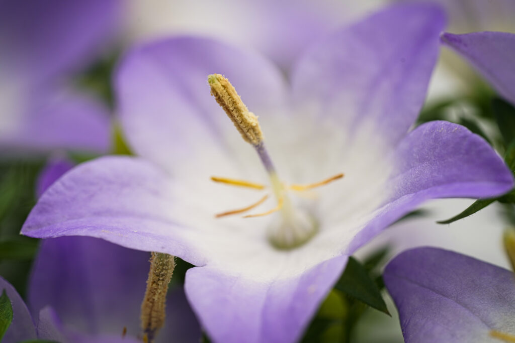 Campanula Isophylla Berlin Bicolor