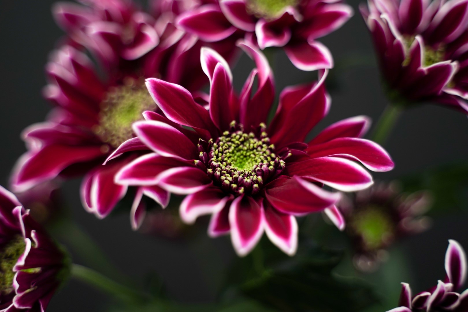 Chrysant Bolte