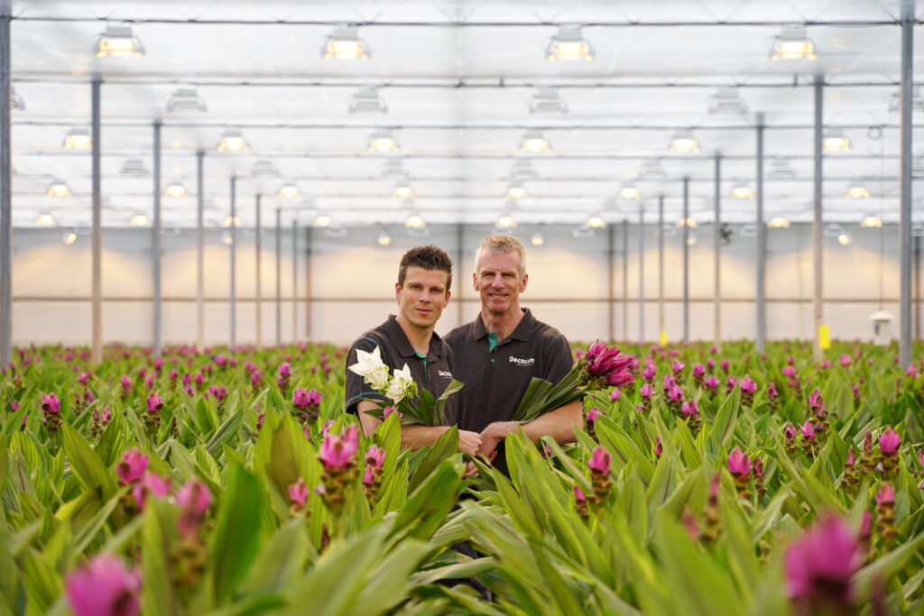 Curcuma Shadow Pink