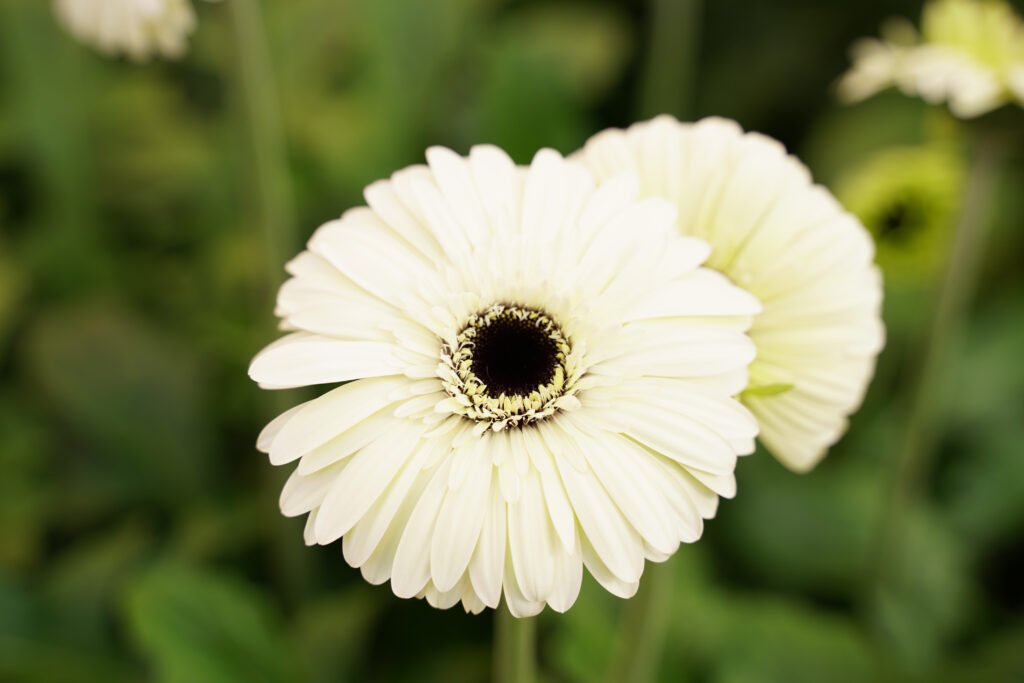 Gerbera Snow King