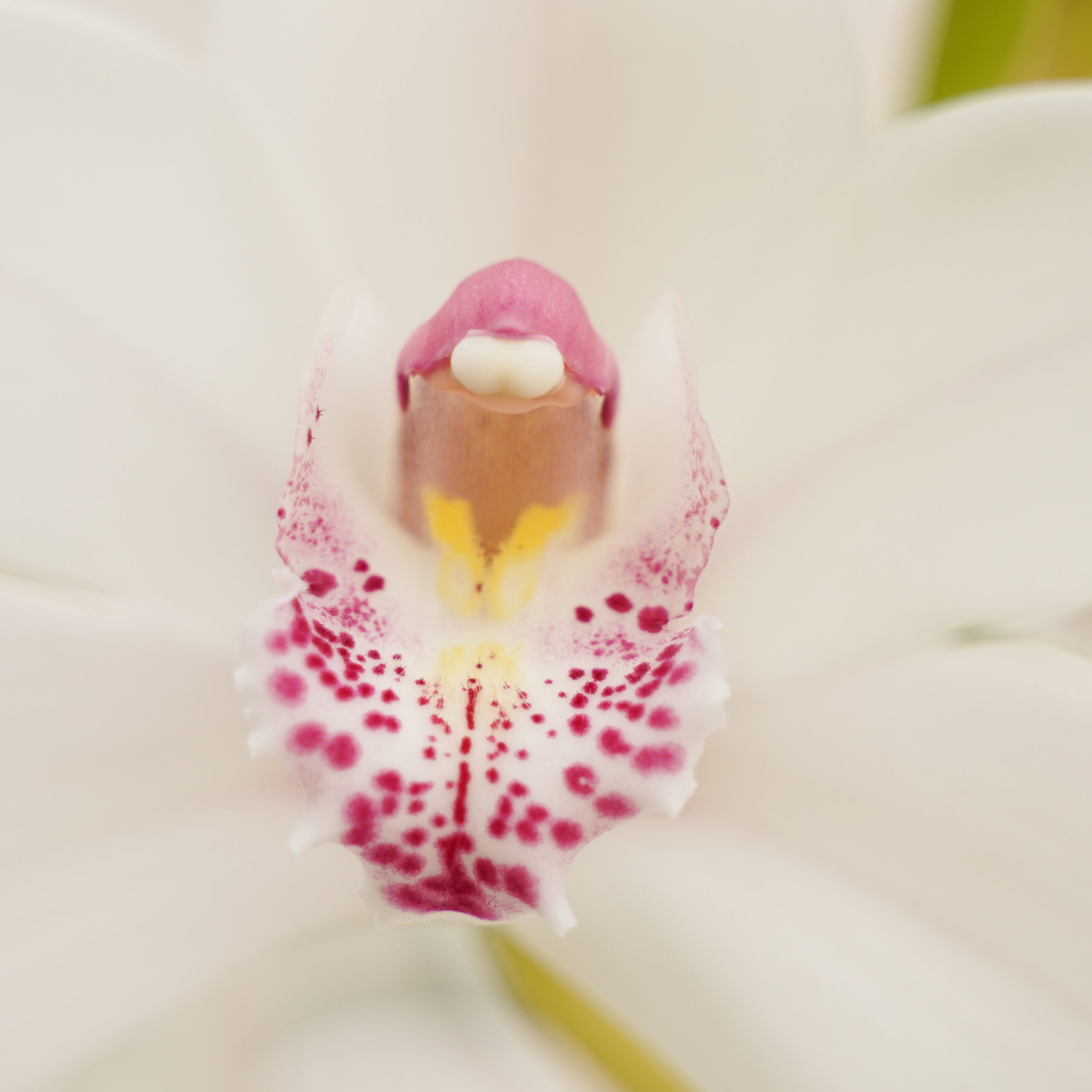 Cymbidium Queen Sophie