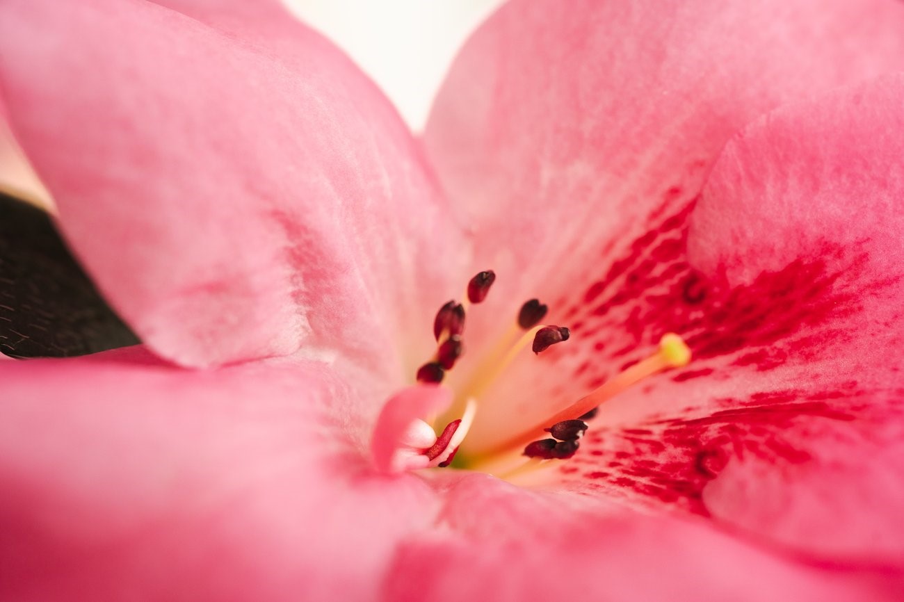 Azalea