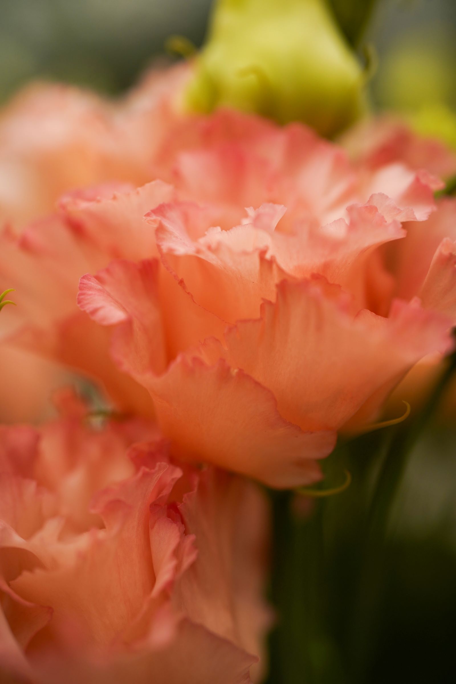 Lisianthus Corelli Coral