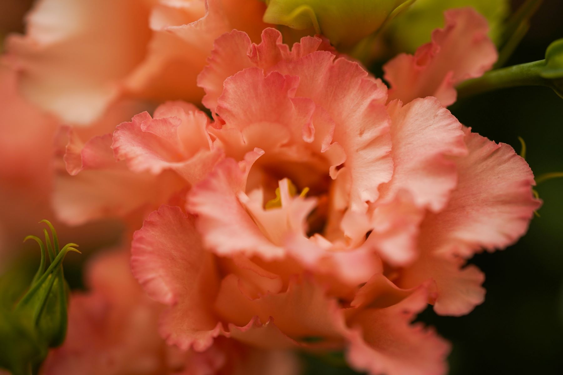 Lisianthus Corelli Coral
