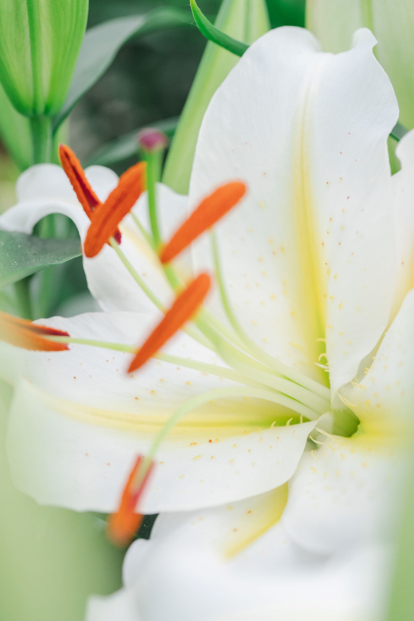 Lilium White Starlight
