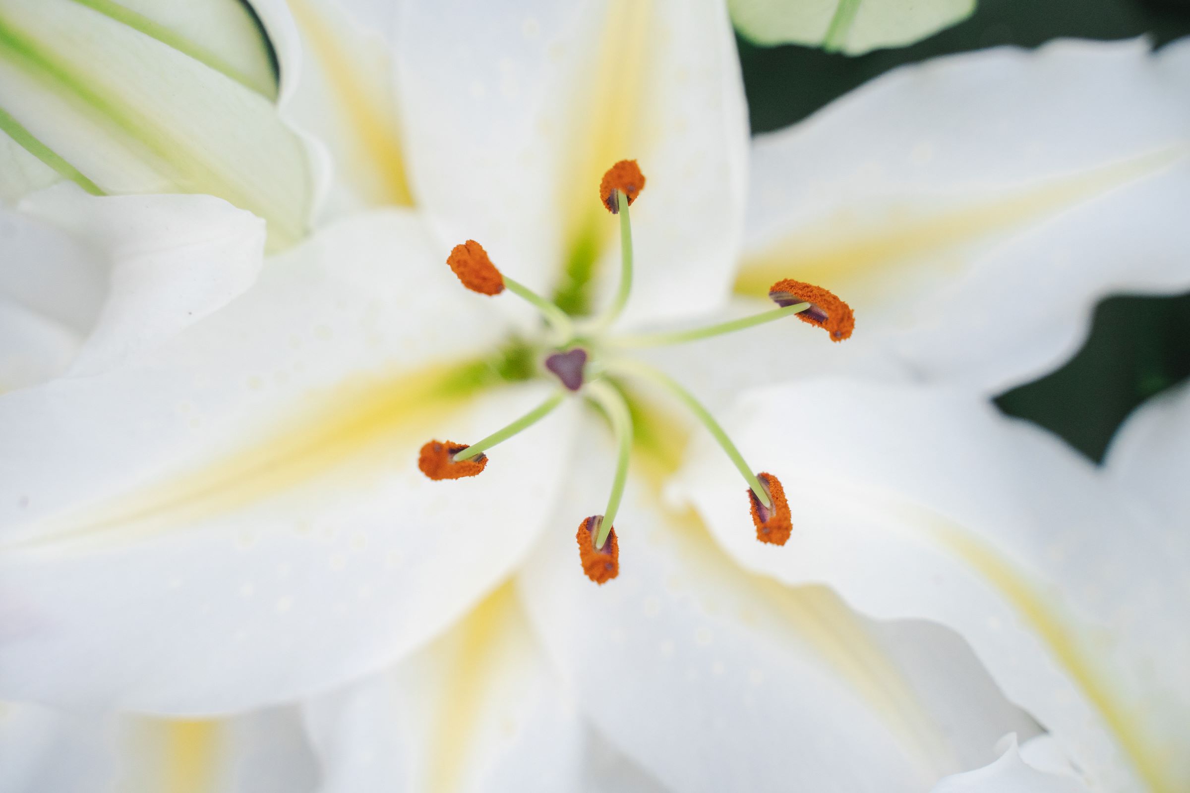 Lilium White Starlight