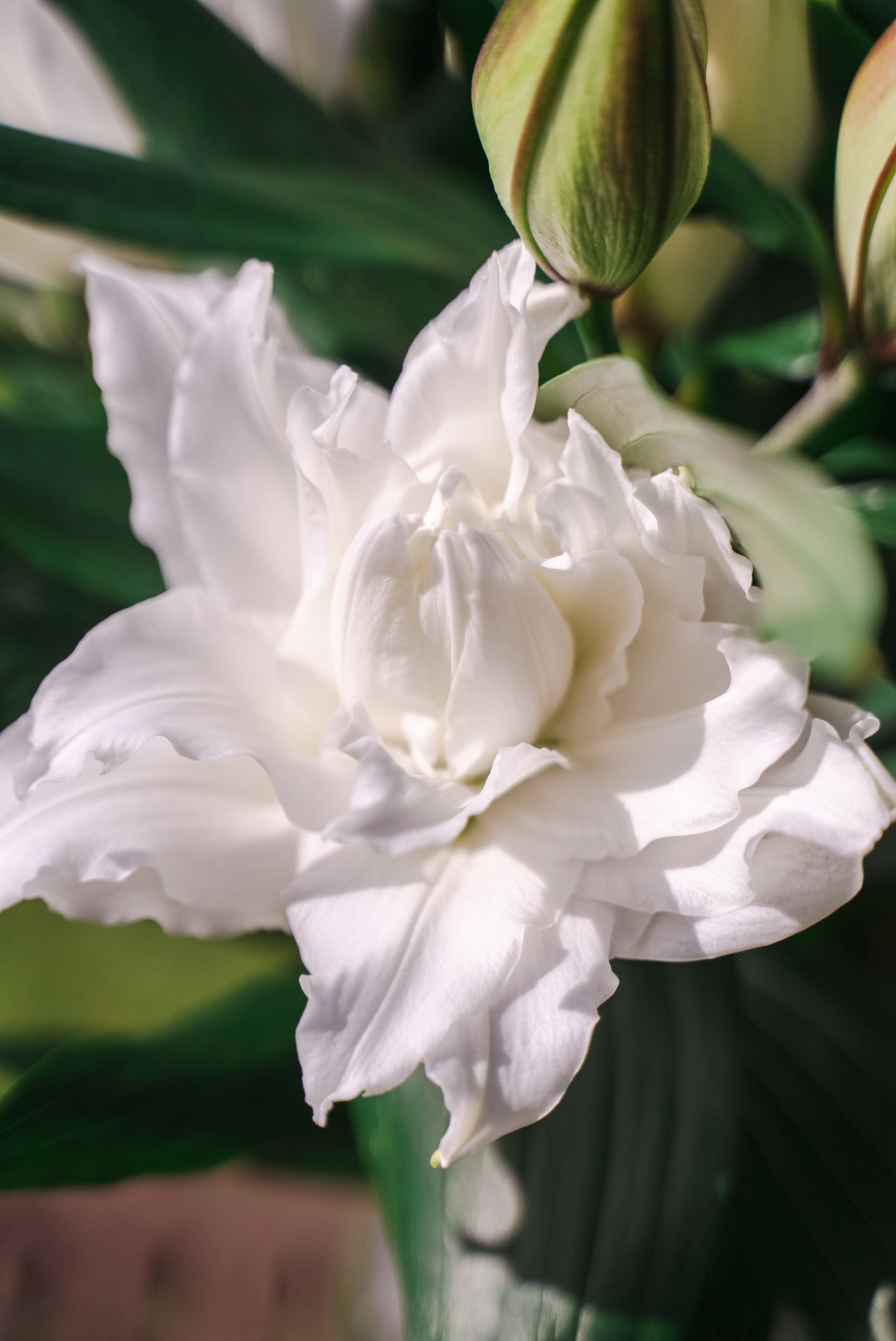 Roselily Nadia