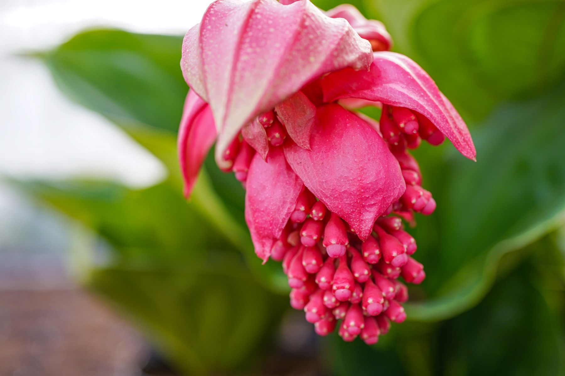 Medinilla Magnifica