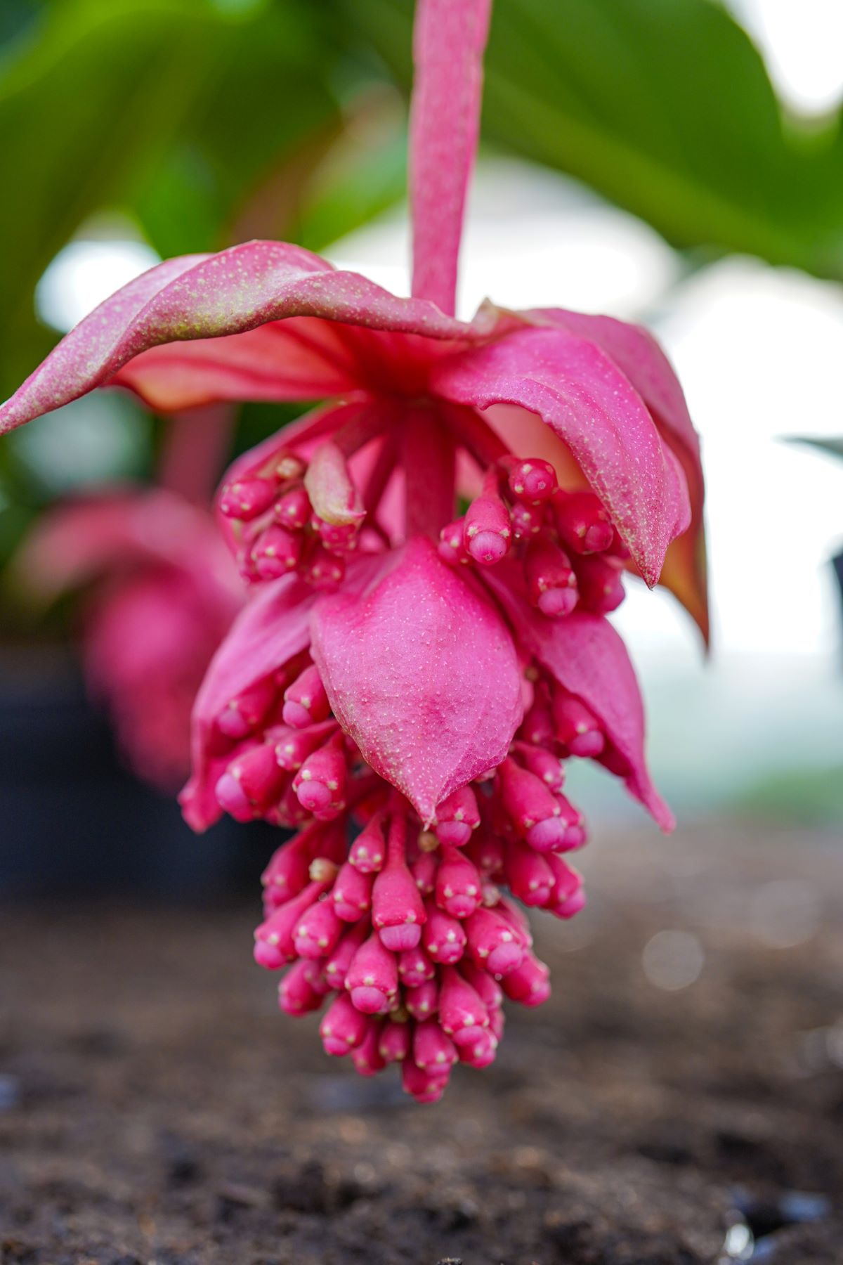 Medinilla Magnifica