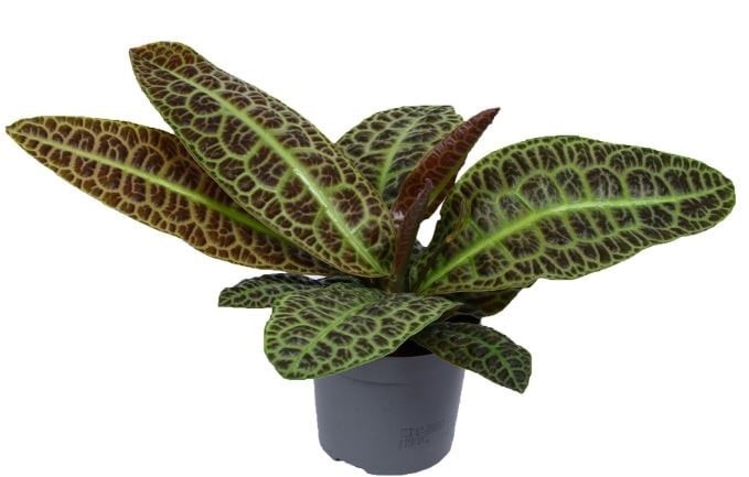 Labisia Obtusifolia ‘Kura Kura’