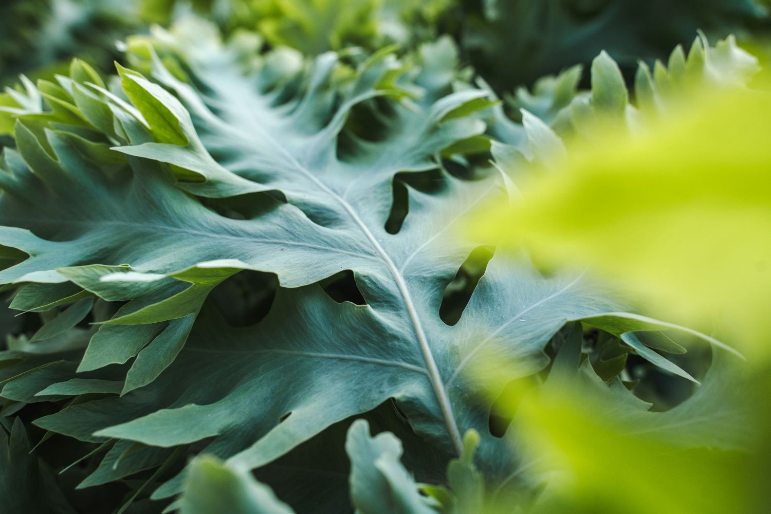 Phlebodium Aureum Davana