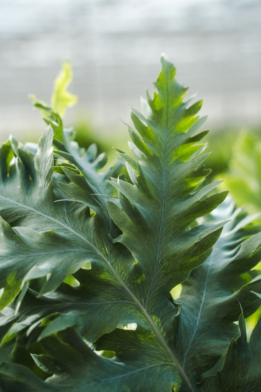Phlebodium Aureum Davana
