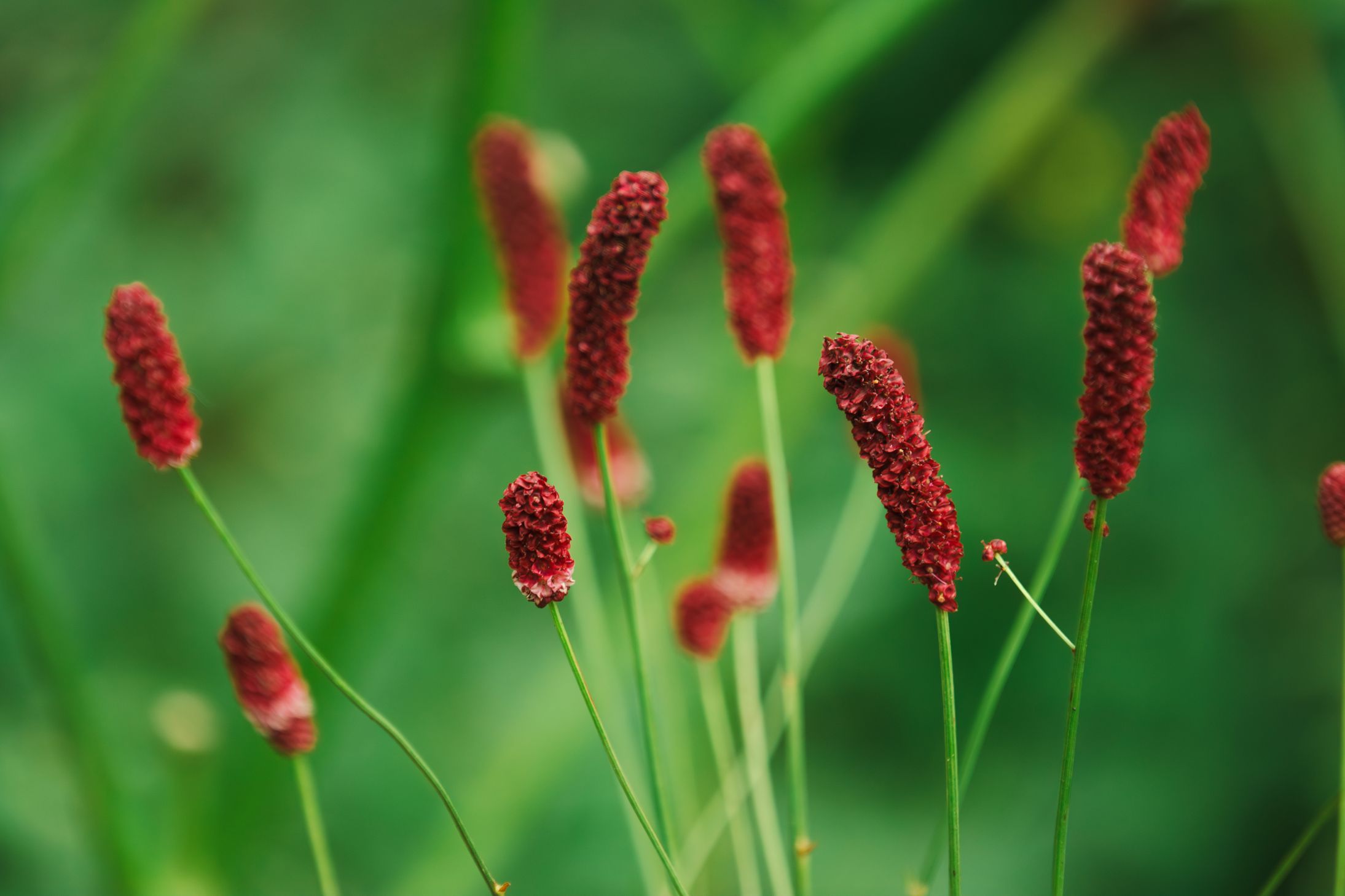 Sanguisorba (Pimpernel)