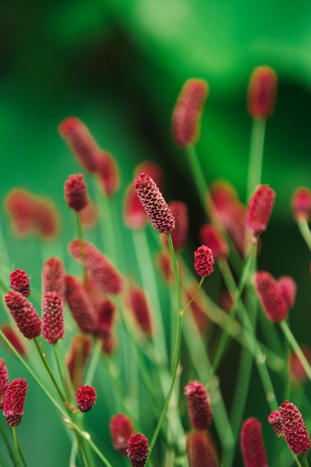 Sanguisorba (Pimpernel)