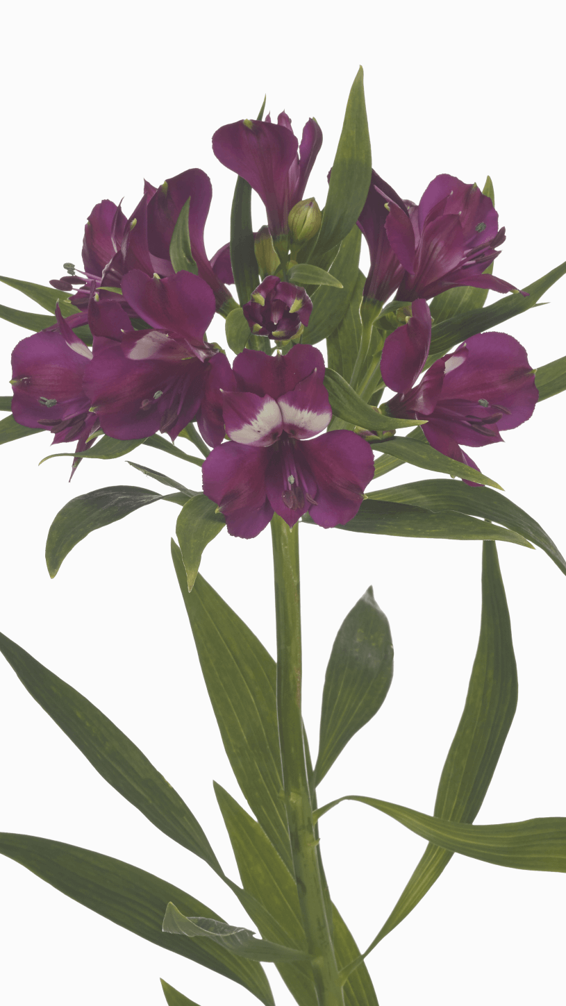 Alstroemeria Kimora - Together2Grow