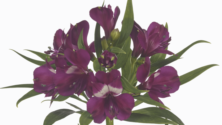 Alstroemeria Kimora - Together2Grow