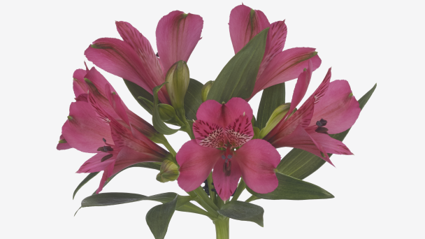 Alstroemeria bikini - Together2Grow