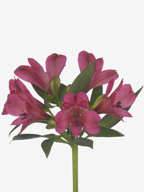 Alstroemeria bikini - Together2Grow