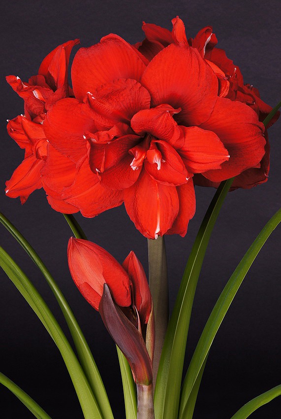 Amaryllis Double King - Vreugdenhil Bulbs & Plants