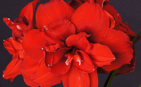 Amaryllis Double King - Vreugdenhil Bulbs & Plants