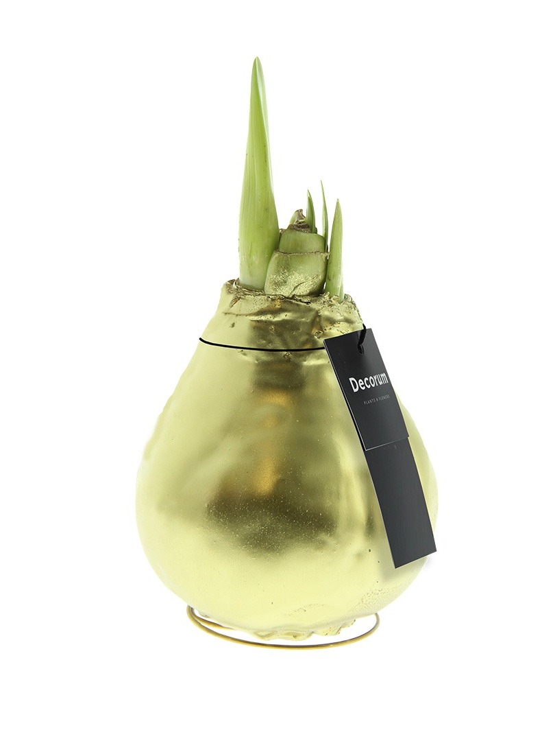 Amaryllis Luxury Gold - Vreugdenhil Bulbs & Plants