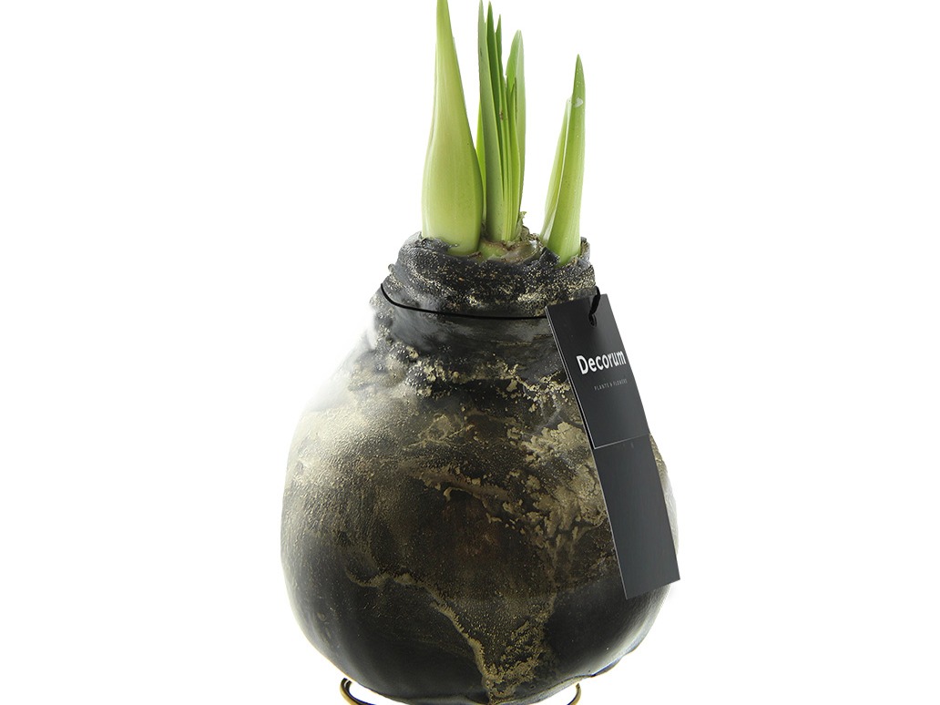 Amaryllis Univerz black - Vreugdenhil Bulbs & Plants