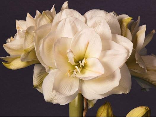 Amaryllis White Amadeus - Vreugdenhil Bulbs & Plants
