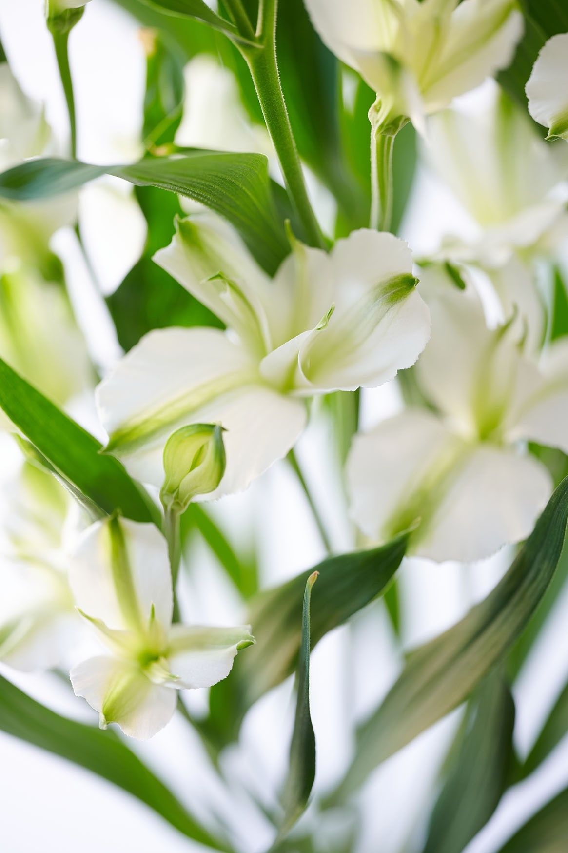 Florinca Charmelia Alba - Together2Grow