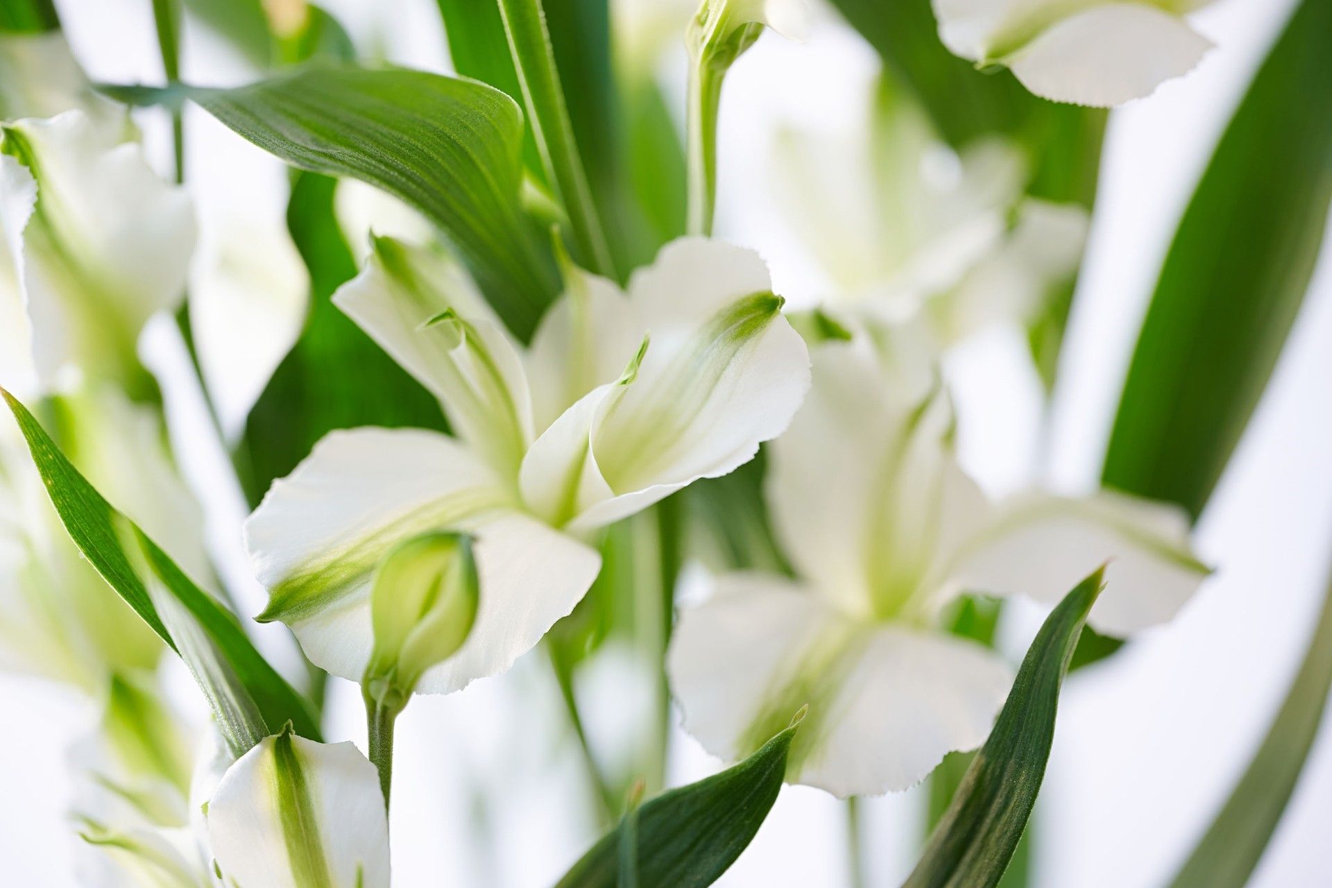 Florinca Charmelia Alba - Together2Grow