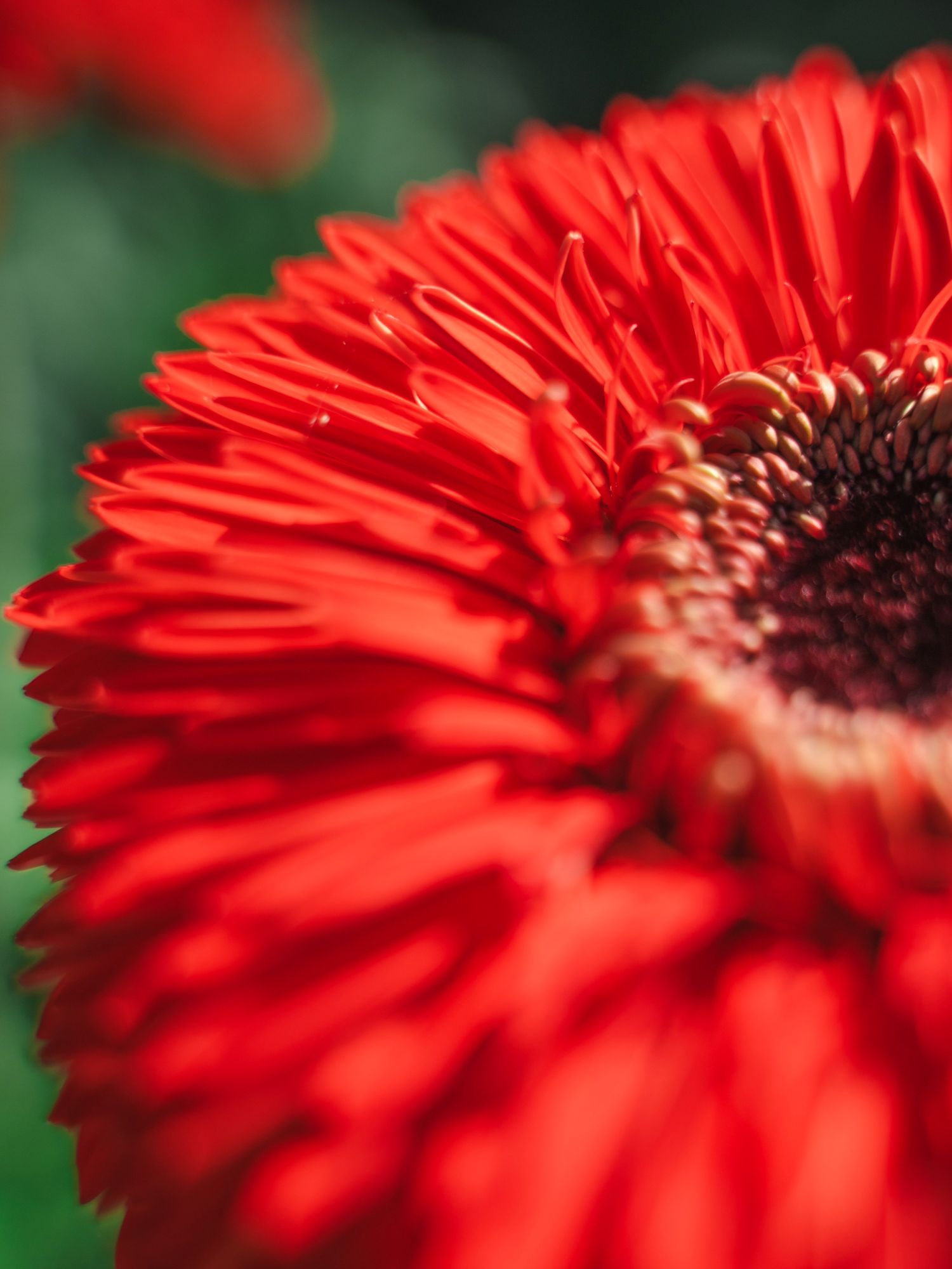 Gerbera Cannonball - Villa Gerbera