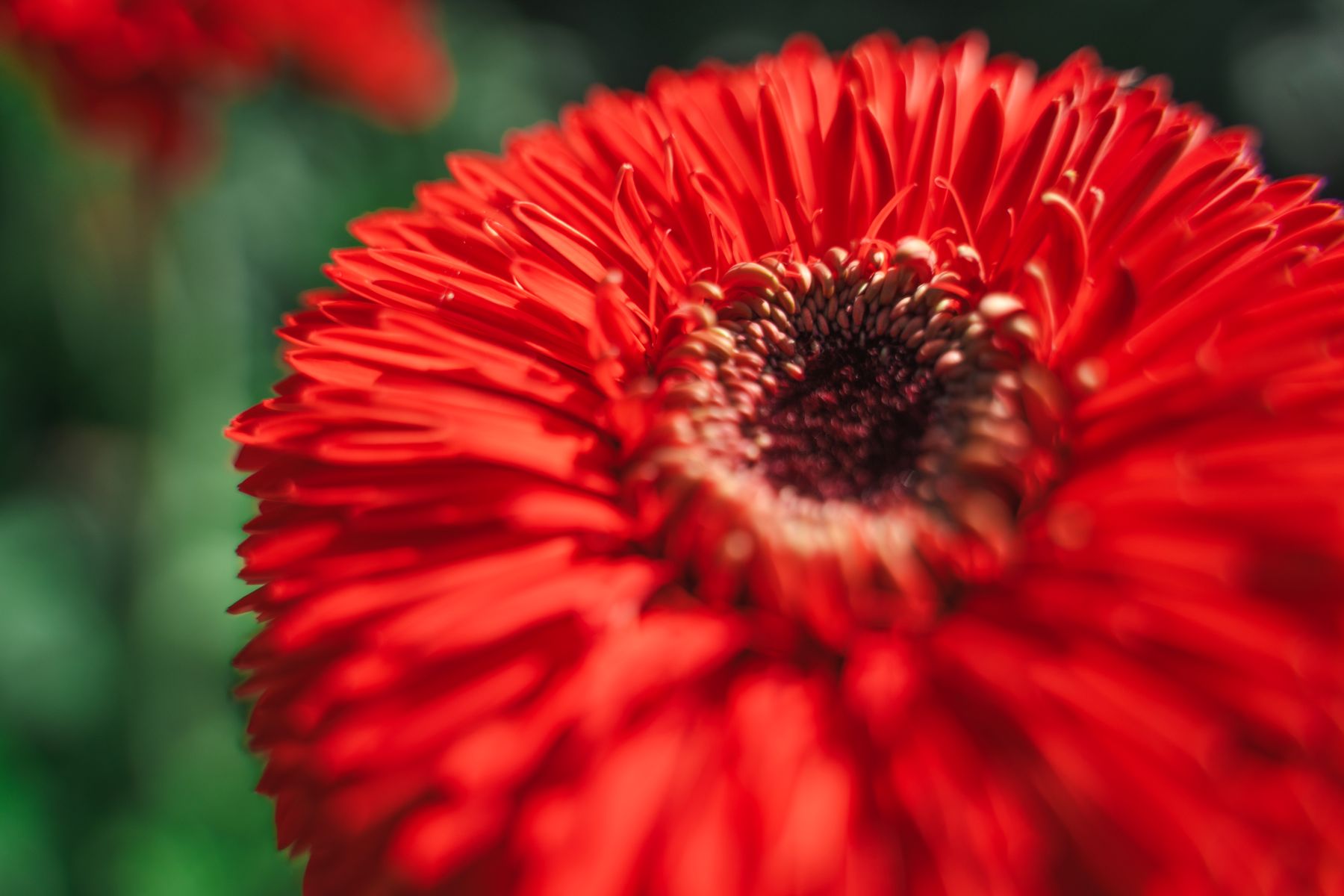 Gerbera Cannonball - Villa Gerbera