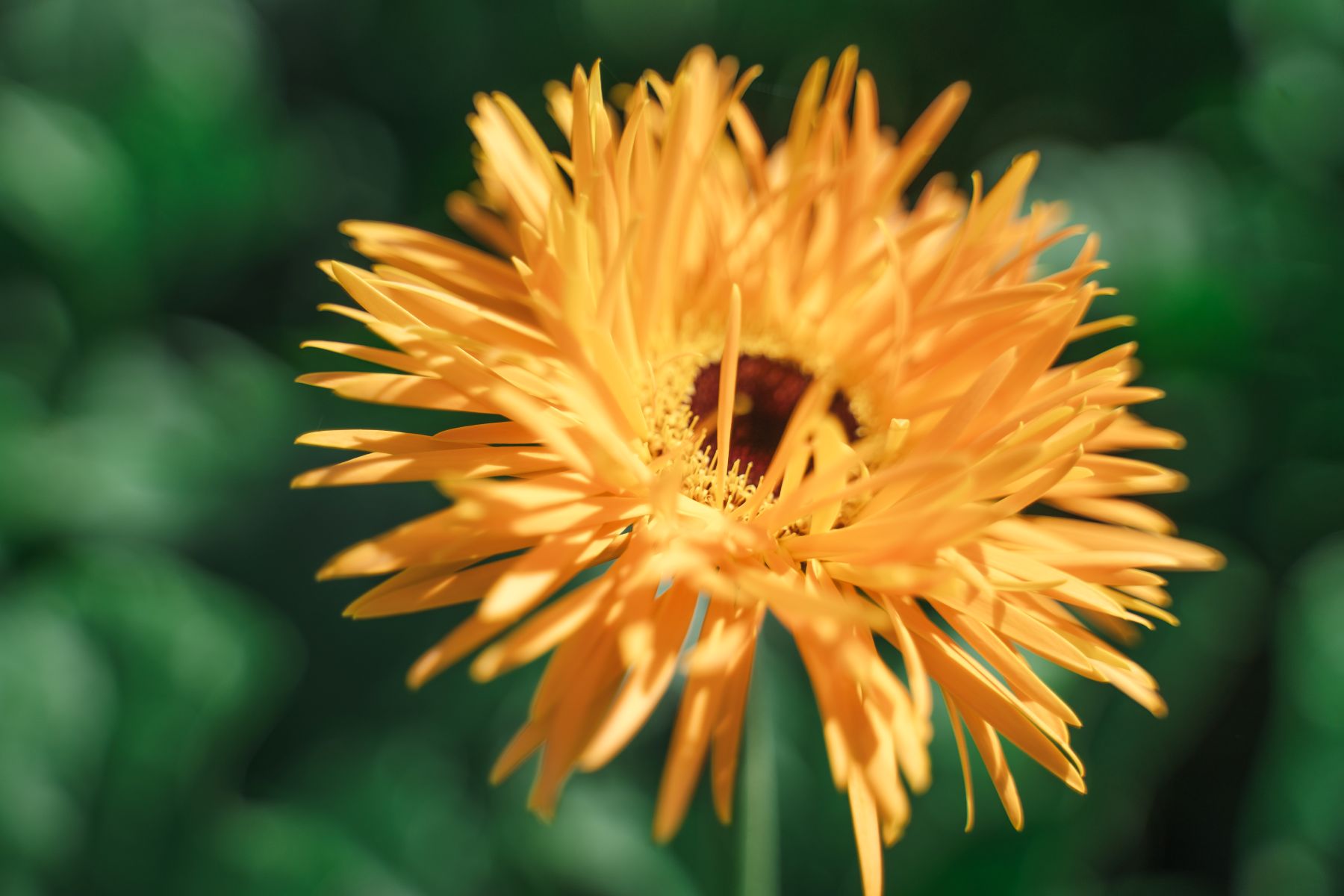 Gerbera Spider Bambu - Villa Gerbera