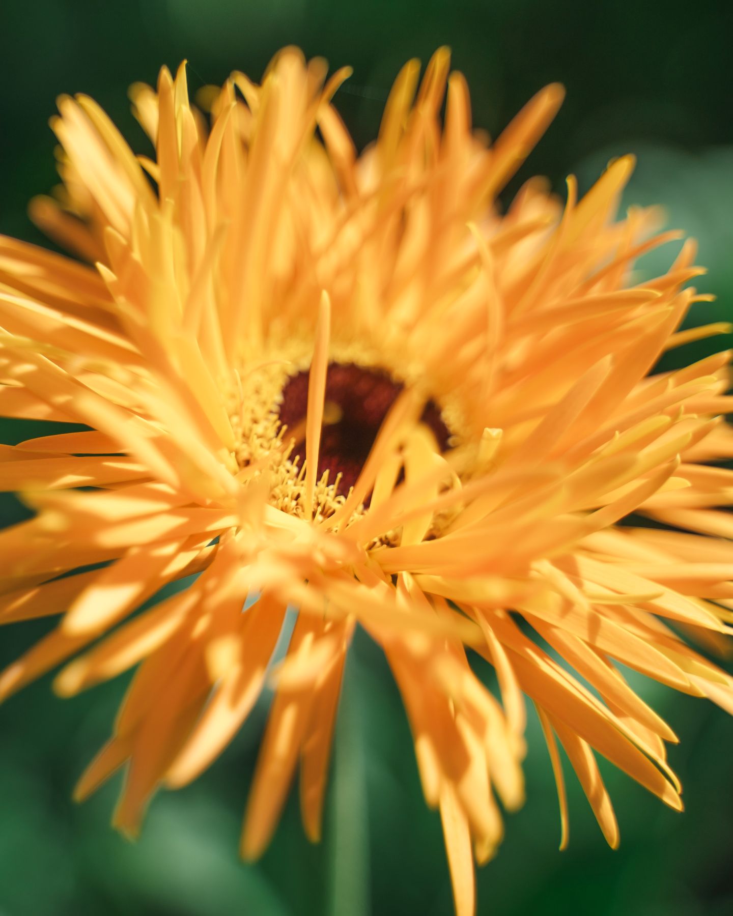 Gerbera Spider Bambu - Villa Gerbera