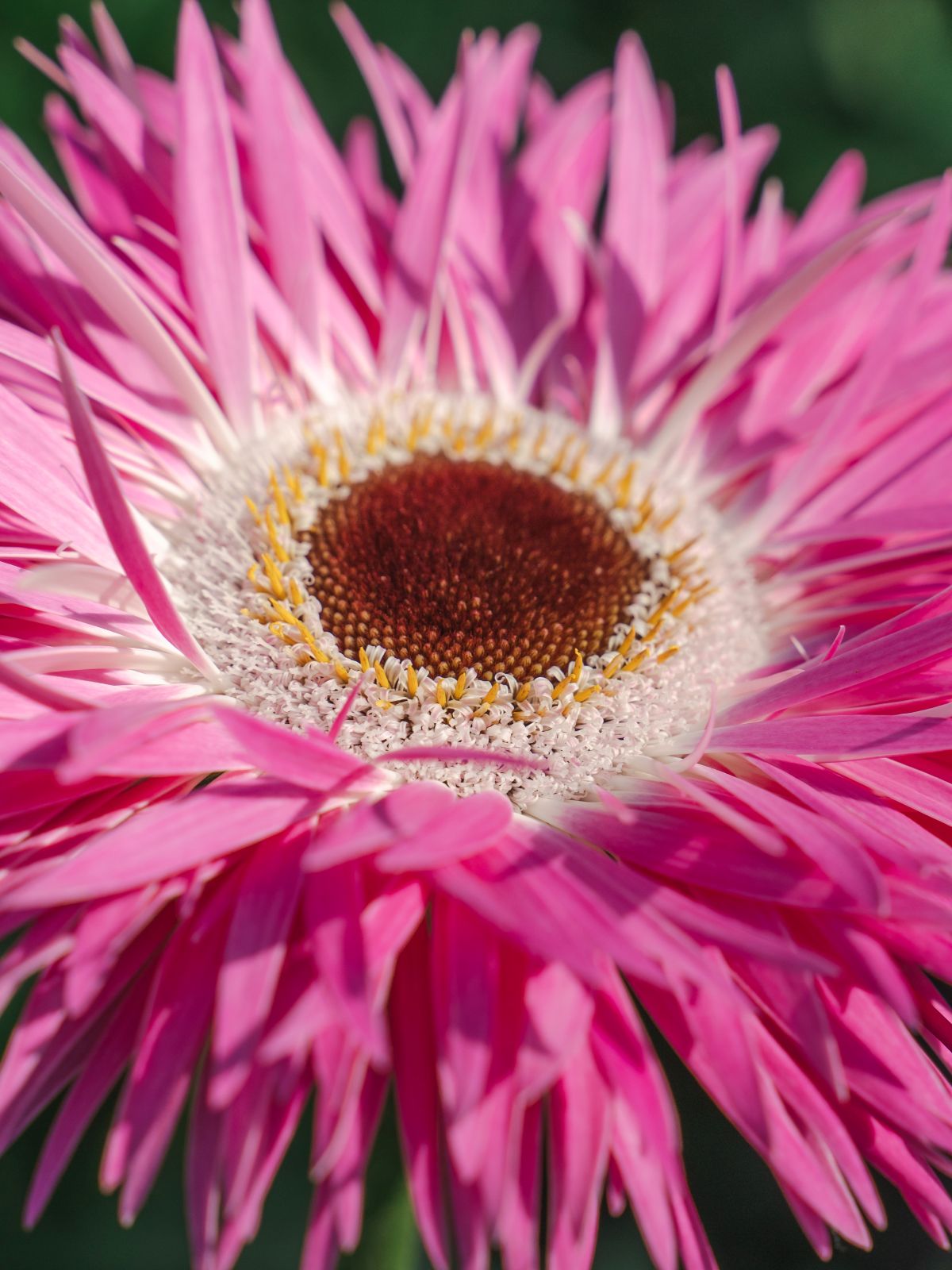 Gerbera Stitch - Villa Gerbera